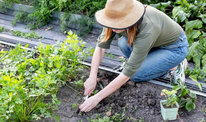 Jak dbać o ogród latem?